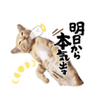 こむぎの変顔【修正版】（個別スタンプ：10）