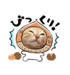 こむぎの変顔【修正版】（個別スタンプ：14）