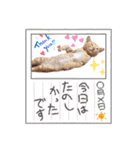こむぎの変顔【修正版】（個別スタンプ：16）