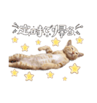 こむぎの変顔【修正版】（個別スタンプ：23）