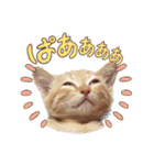 こむぎの変顔【修正版】（個別スタンプ：29）