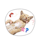 こむぎの変顔【修正版】（個別スタンプ：35）