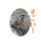 nanda birds 3（個別スタンプ：2）