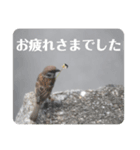 nanda birds 3（個別スタンプ：7）