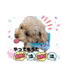 Coco ＆ Amecoピッコロトイプーgirls（個別スタンプ：2）
