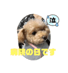 Coco ＆ Amecoピッコロトイプーgirls（個別スタンプ：4）