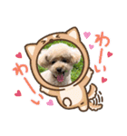 Coco ＆ Amecoピッコロトイプーgirls（個別スタンプ：5）