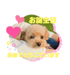 Coco ＆ Amecoピッコロトイプーgirls（個別スタンプ：8）