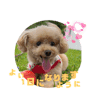 Coco ＆ Amecoピッコロトイプーgirls（個別スタンプ：15）