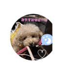 Coco ＆ Amecoピッコロトイプーgirls（個別スタンプ：17）