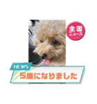 Coco ＆ Amecoピッコロトイプーgirls（個別スタンプ：18）