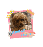 Coco ＆ Amecoピッコロトイプーgirls（個別スタンプ：20）