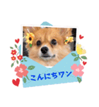 ポメチワ れもんちゃん 6 rev.1（個別スタンプ：3）