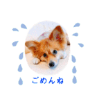 ポメチワ れもんちゃん 6 rev.1（個別スタンプ：13）