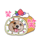 ポメチワ れもんちゃん 6 rev.1（個別スタンプ：15）