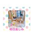 ポメチワ れもんちゃん 6 rev.1（個別スタンプ：16）