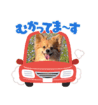 ポメチワ れもんちゃん 6 rev.1（個別スタンプ：17）