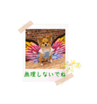 ポメチワ れもんちゃん 6 rev.1（個別スタンプ：19）