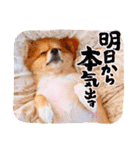 ポメチワ れもんちゃん 6 rev.1（個別スタンプ：22）