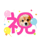 ポメチワ れもんちゃん 6 rev.1（個別スタンプ：23）