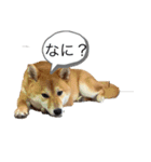 柴犬ももの スタンプ（個別スタンプ：2）