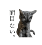 黒猫の実写スタンプ。ふう。（個別スタンプ：3）