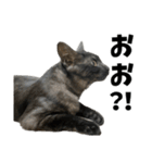 黒猫の実写スタンプ。ふう。（個別スタンプ：12）