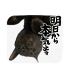ねこシェアスタンプ（個別スタンプ：1）