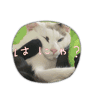 ねこシェアスタンプ（個別スタンプ：2）