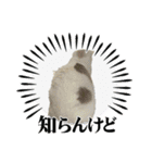 ねこシェアスタンプ（個別スタンプ：9）