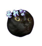 ねこシェアスタンプ（個別スタンプ：12）