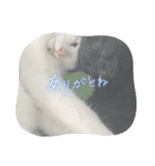 ねこシェアスタンプ（個別スタンプ：13）