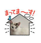 ねこシェアスタンプ（個別スタンプ：17）