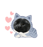 ねこシェアスタンプ（個別スタンプ：20）