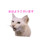 とらん、あんも、きなもスタンプ（個別スタンプ：1）