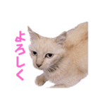とらん、あんも、きなもスタンプ（個別スタンプ：6）