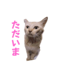 とらん、あんも、きなもスタンプ（個別スタンプ：7）