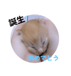 とらん、あんも、きなもスタンプ（個別スタンプ：11）