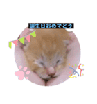 とらん、あんも、きなもスタンプ（個別スタンプ：12）