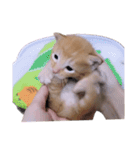 とらん、あんも、きなもスタンプ（個別スタンプ：17）