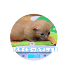 とらん、あんも、きなもスタンプ（個別スタンプ：22）
