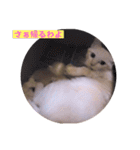 とらん、あんも、きなもスタンプ（個別スタンプ：27）