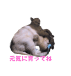 とらん、あんも、きなもスタンプ（個別スタンプ：30）