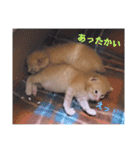 とらん、あんも、きなもスタンプ（個別スタンプ：39）