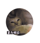 とらん、あんも、きなもスタンプ（個別スタンプ：40）