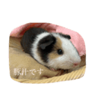 豚汁くんの日常（個別スタンプ：1）