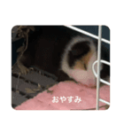 豚汁くんの日常（個別スタンプ：5）