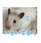 はぴおとあんぬ（個別スタンプ：1）