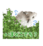 はぴおとあんぬ（個別スタンプ：2）