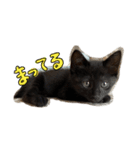 黒猫とキジ白（個別スタンプ：3）